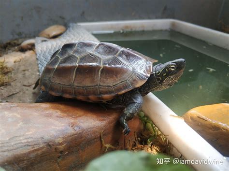 中華草龜